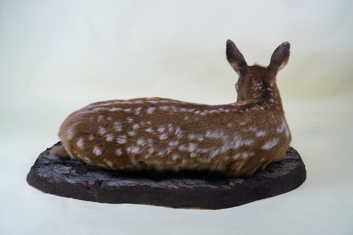 stuffed Baby Deer 